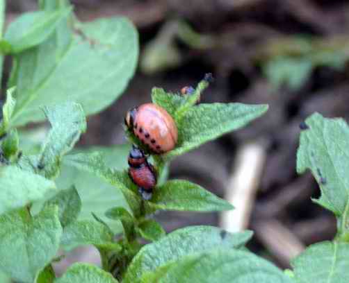 Karrto2