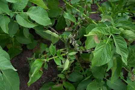 Phyto1